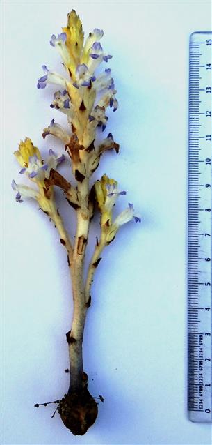 Orobanche aegyptiaca